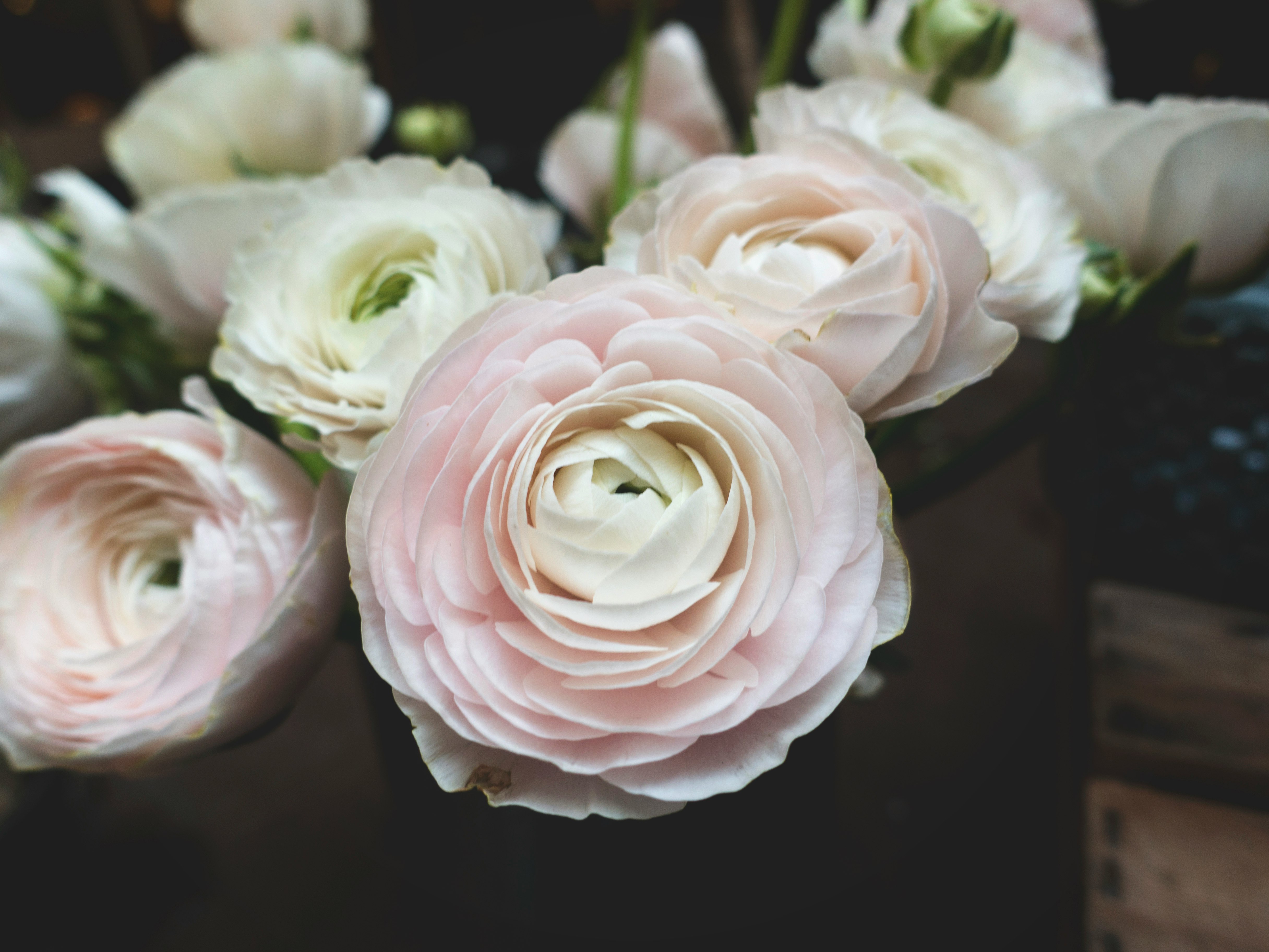 close-up photography of white petaled flower bouquet